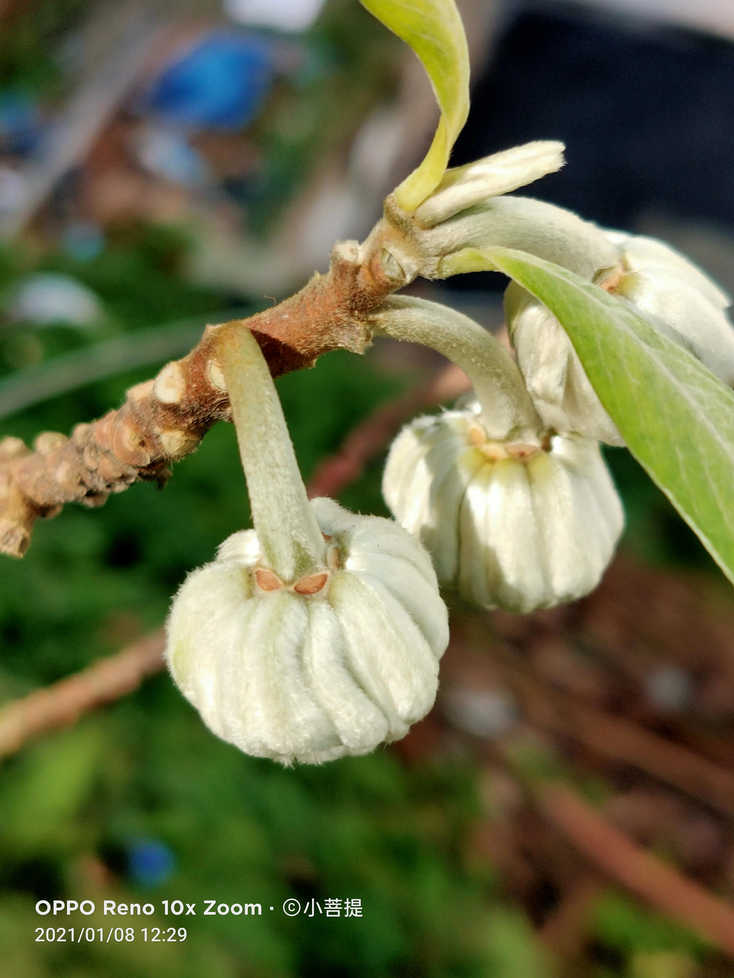 这就是爱情树,若在枝上打两个同向的结,就能得到甜蜜爱情和幸福