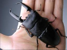 昆虫界的斗王——巴拉望巨扁,不服就来干一架,被掀翻的肯定是你