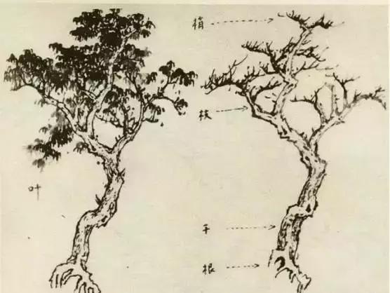 怎么画树最简单而且还最好看,怎么画树才更真实