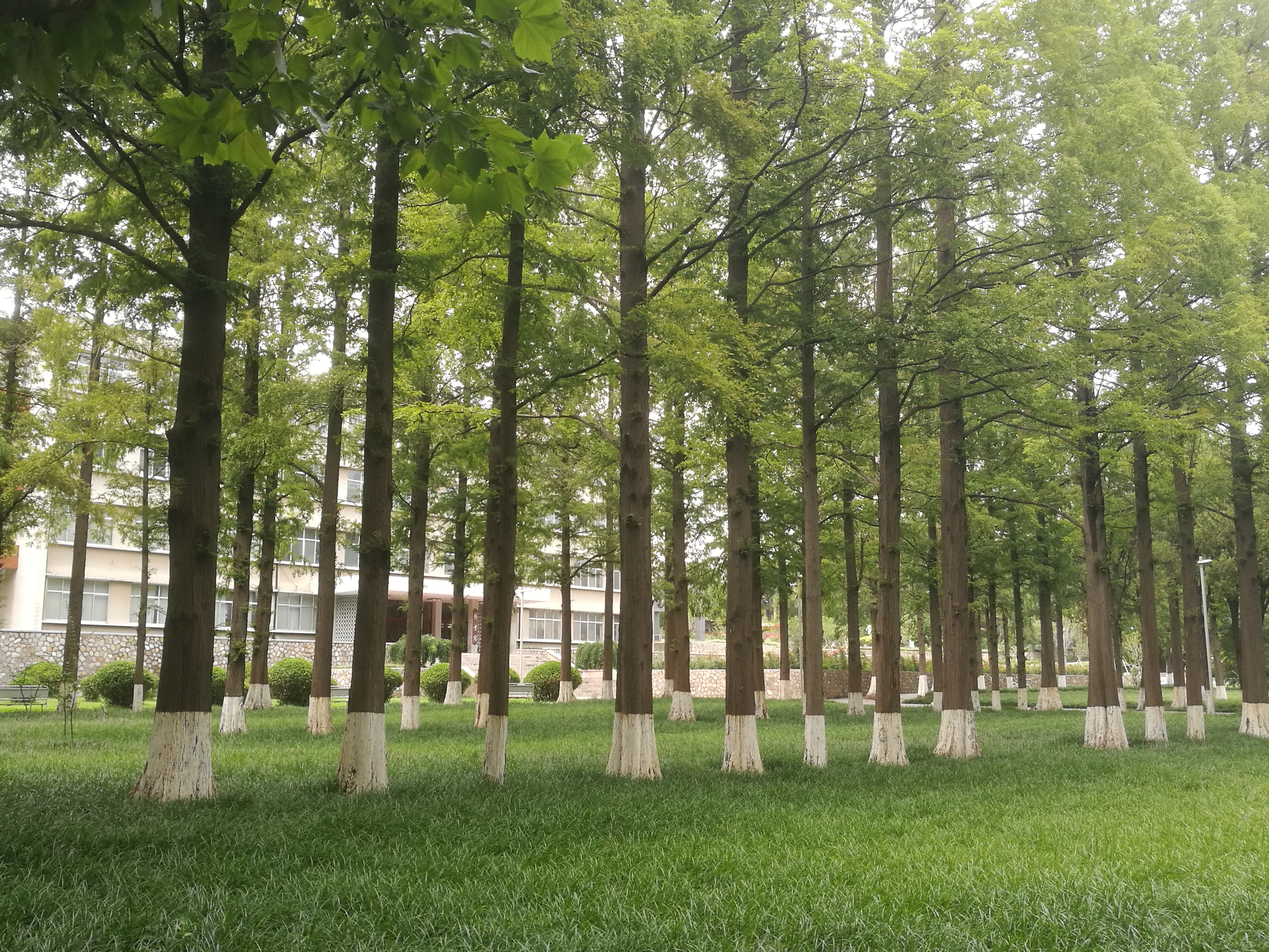 银杏水杉的化石图片,挺拔的水杉