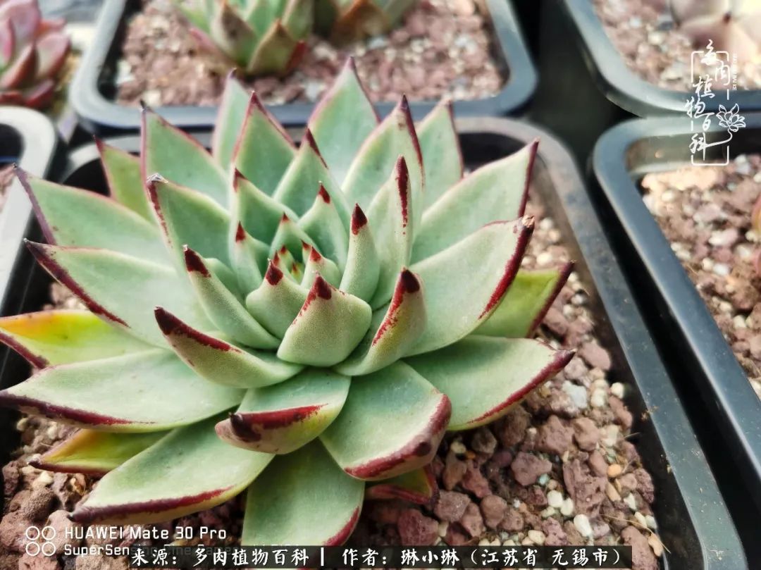 多肉变美是需要时间的,千万别辜负了多肉变美的黄金季节