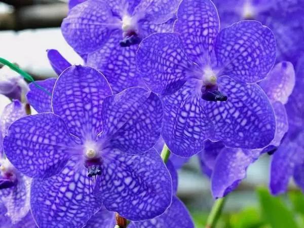 世界各国的国花集锦,英国国花世界各国的国花