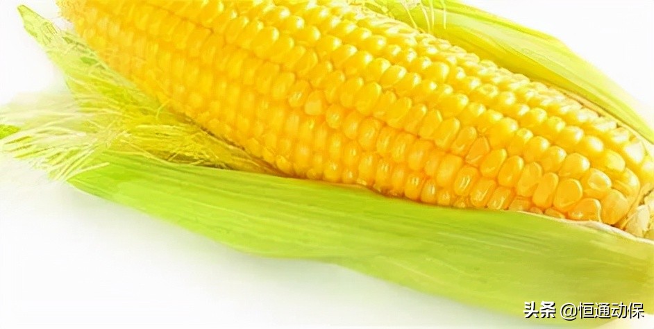 吃新玉米导致的猪腹泻怎么治愈,新玉米喂猪拉稀能吃玉米面吗