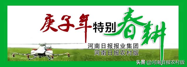 平桥区洋河镇：战“疫”不松春耕不误