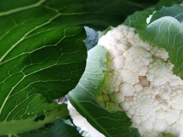 花菜黑腐病用什么药治最好,花菜黑腐病有几种说法