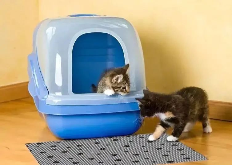 养小猫攻略,养2个月小猫攻略