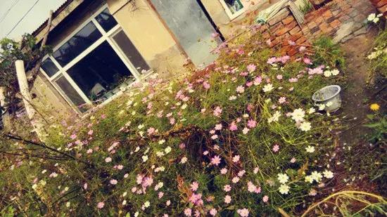 花儿养不好一定要学会这几招,花儿总是养不活