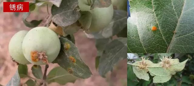 苹果病害治疗方案:*粉白**病、锈病、褐斑病、炭疽病、斑点落