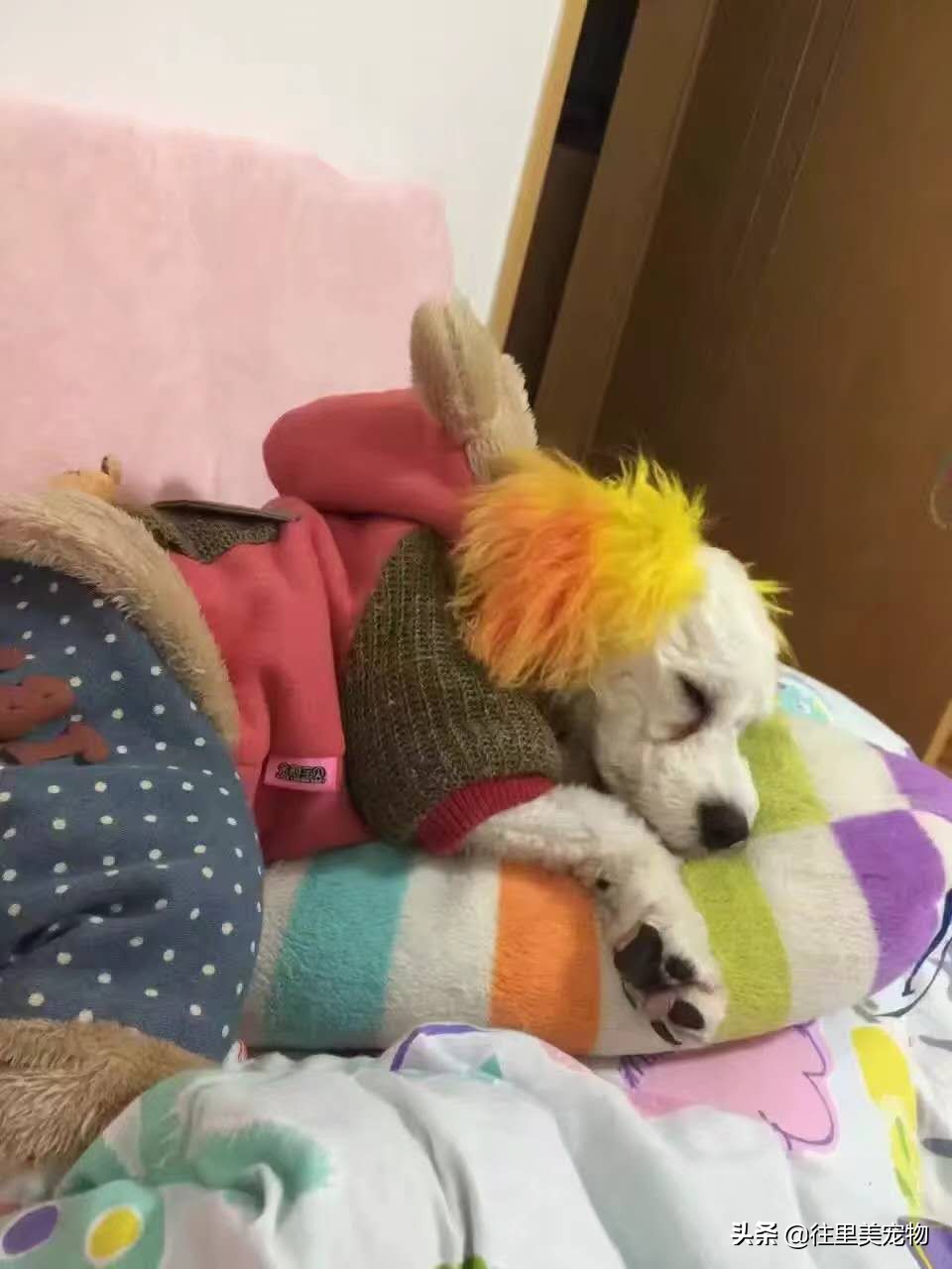 狗春季换毛怎么处理,怎么打理狗狗毛色好看