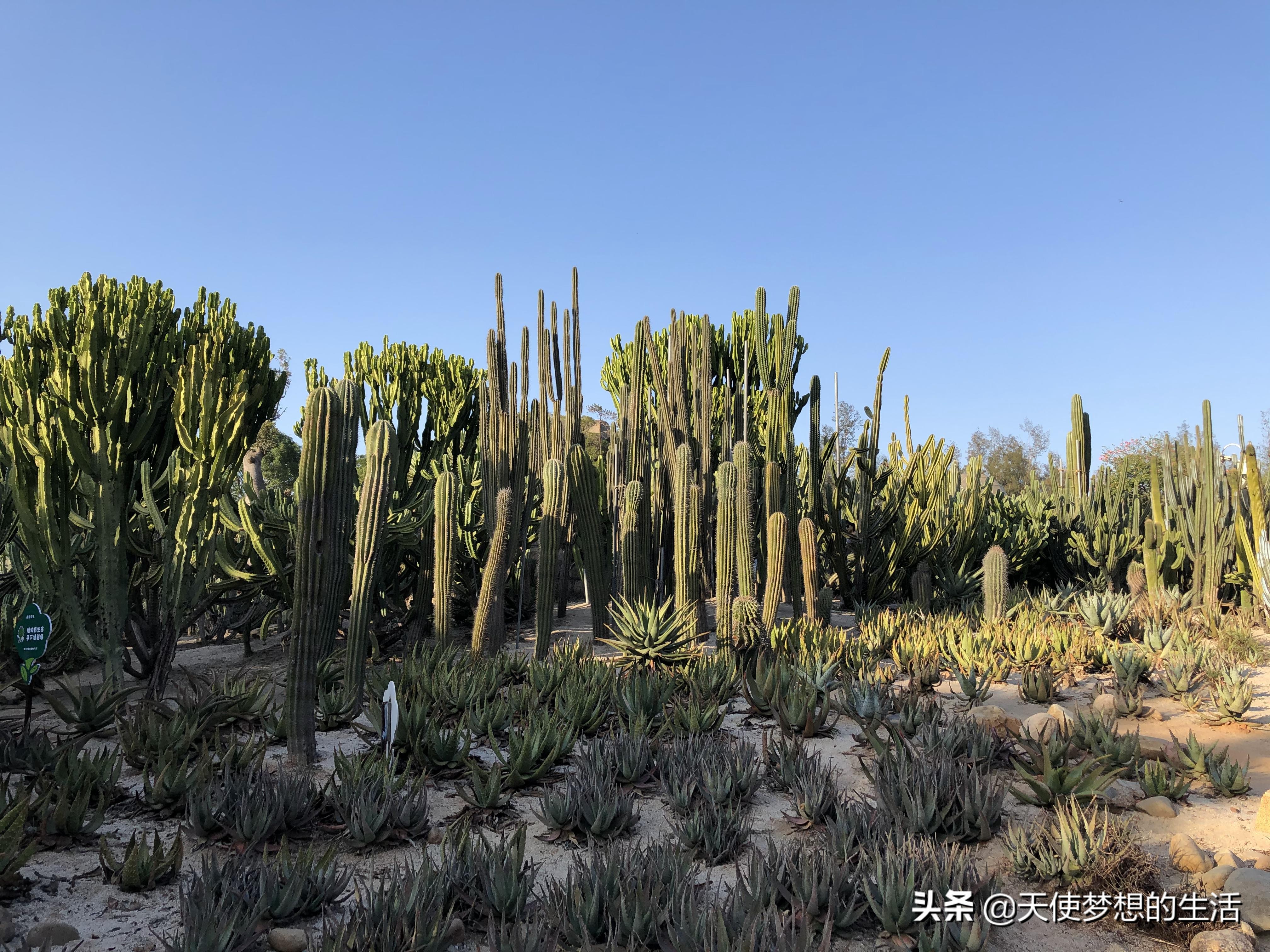 厦门白沙滩,厦门的碧水蓝天