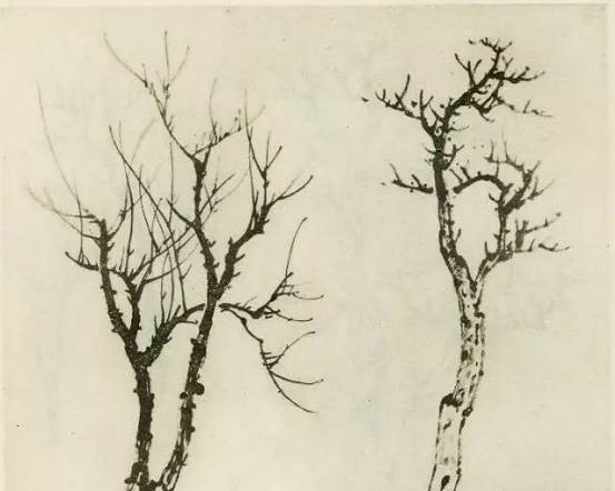 画树教程,怎么画树好看又超级简单