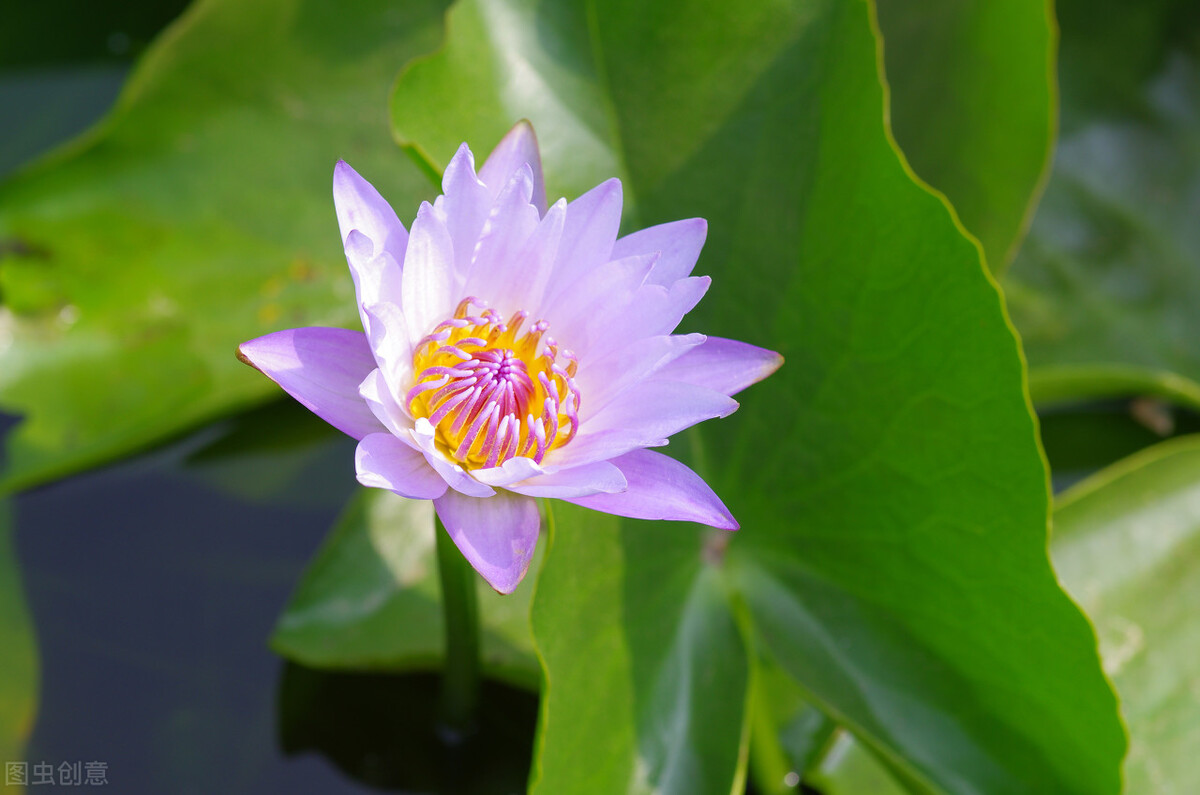 去花市买花千万别买这4种花,秋季花市卖得好的5种花