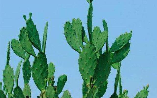 仙人掌长了黑斑怎么办,仙人掌起红斑点怎么治