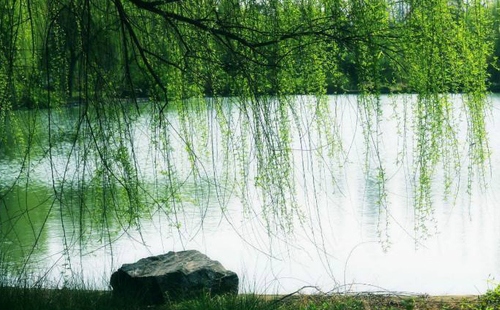 杨柳的诗句古诗大全,杨柳的原创诗词