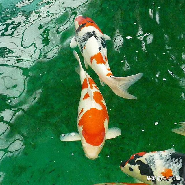 鱼缸锦鲤突然怕人乱窜,锦鲤新入缸不上游怕人