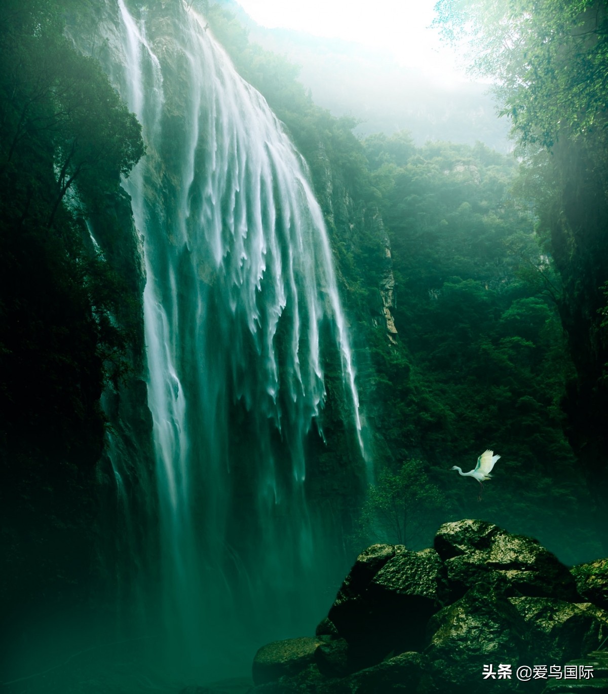 观鸟大年,观鸟作品100幅