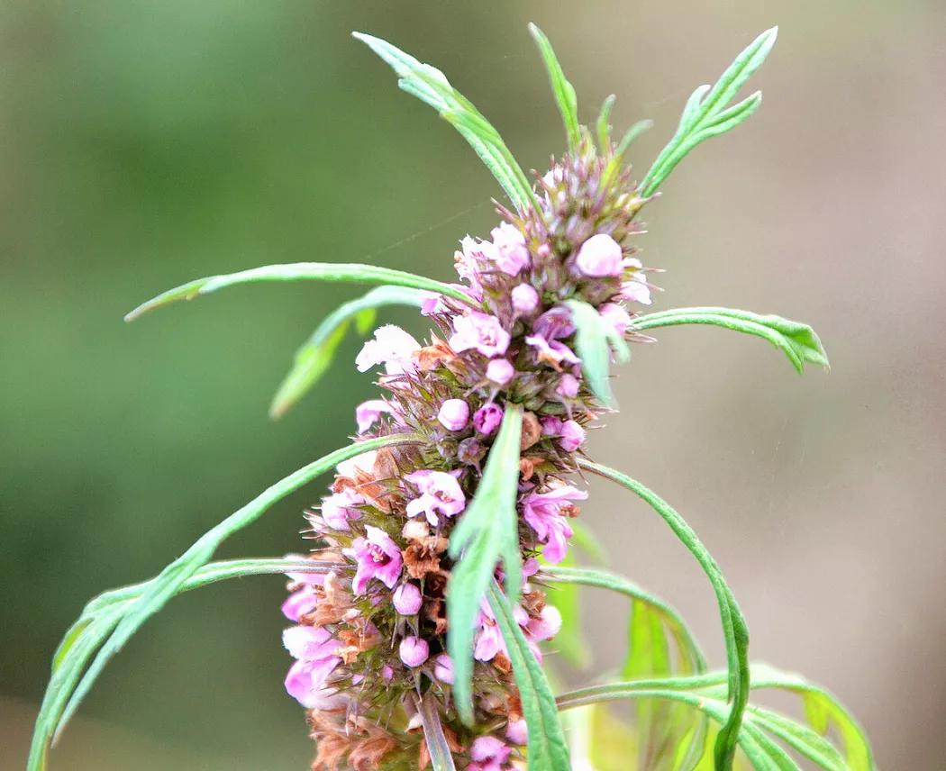 益母草对女性的功效和作用,益母草是治妇科病的吗