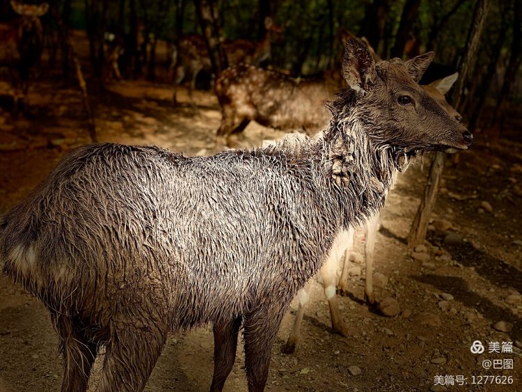 洛阳市宜阳凤凰岭射箭,宜阳县凤凰岭体育基地
