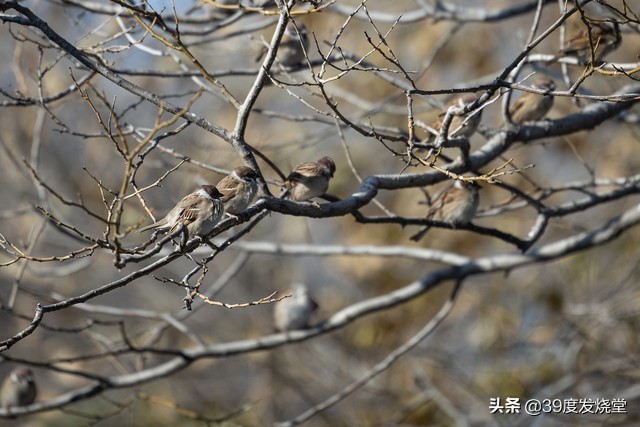 佳能rf70-200mmf4lisusm怎么样,佳能rf70-200mmf4usm镜头