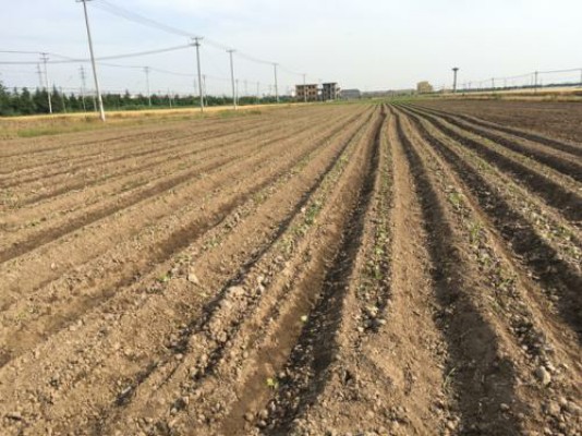 种红薯怎样预防红薯烂,栽红薯时用什么药防治杂草