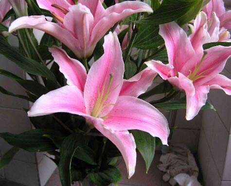 百合花开完插花瓶怎么养,百合花开完怎么处理第二年还会开