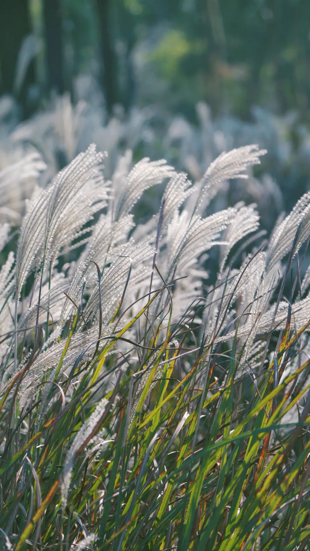 上海最美秋景,上海哪些公园可以拍秋景