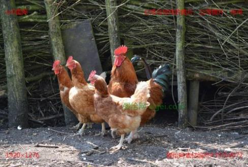 盐酸大观霉素治疗支原体,盐酸大观霉素林可霉素治什么病