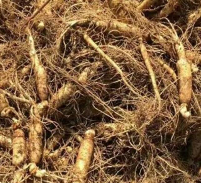 人参好难吃是什么意思,人参好消化吗