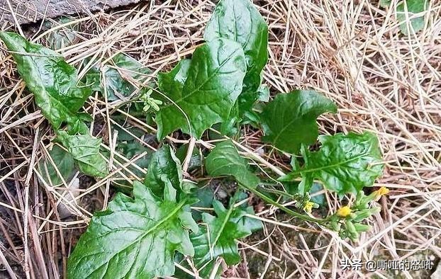 有种野菜叫黄花菜怎么吃,看黄瓜须就知道黄瓜缺什么