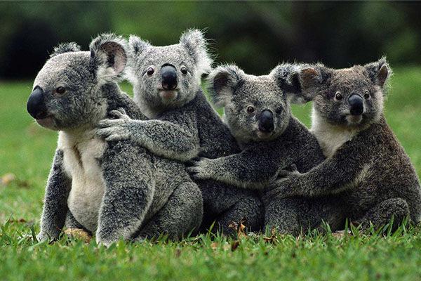 全球最可爱动物排行榜大熊猫,大熊猫是世界上最受欢迎的动物吗