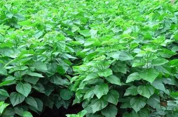 战疫助农滞销品突然销售火爆,战疫助农数据