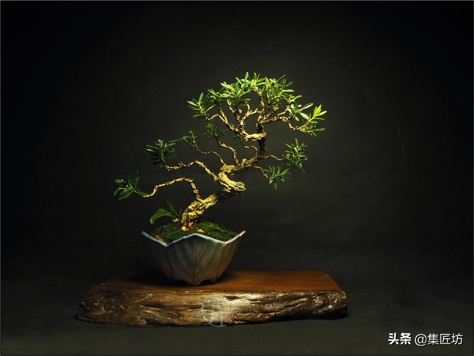 雀舌黄杨冬季掉叶,雀舌黄杨老叶枯萎掉落