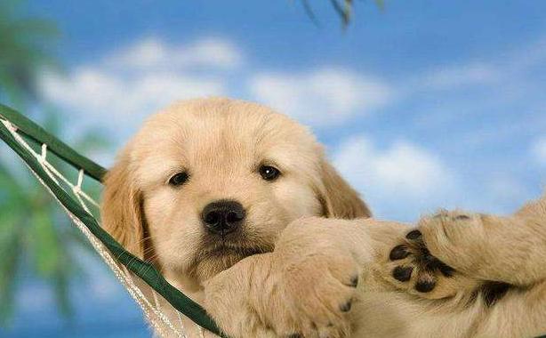 怎样才能让金毛跟着你,怎么让金毛老实听话