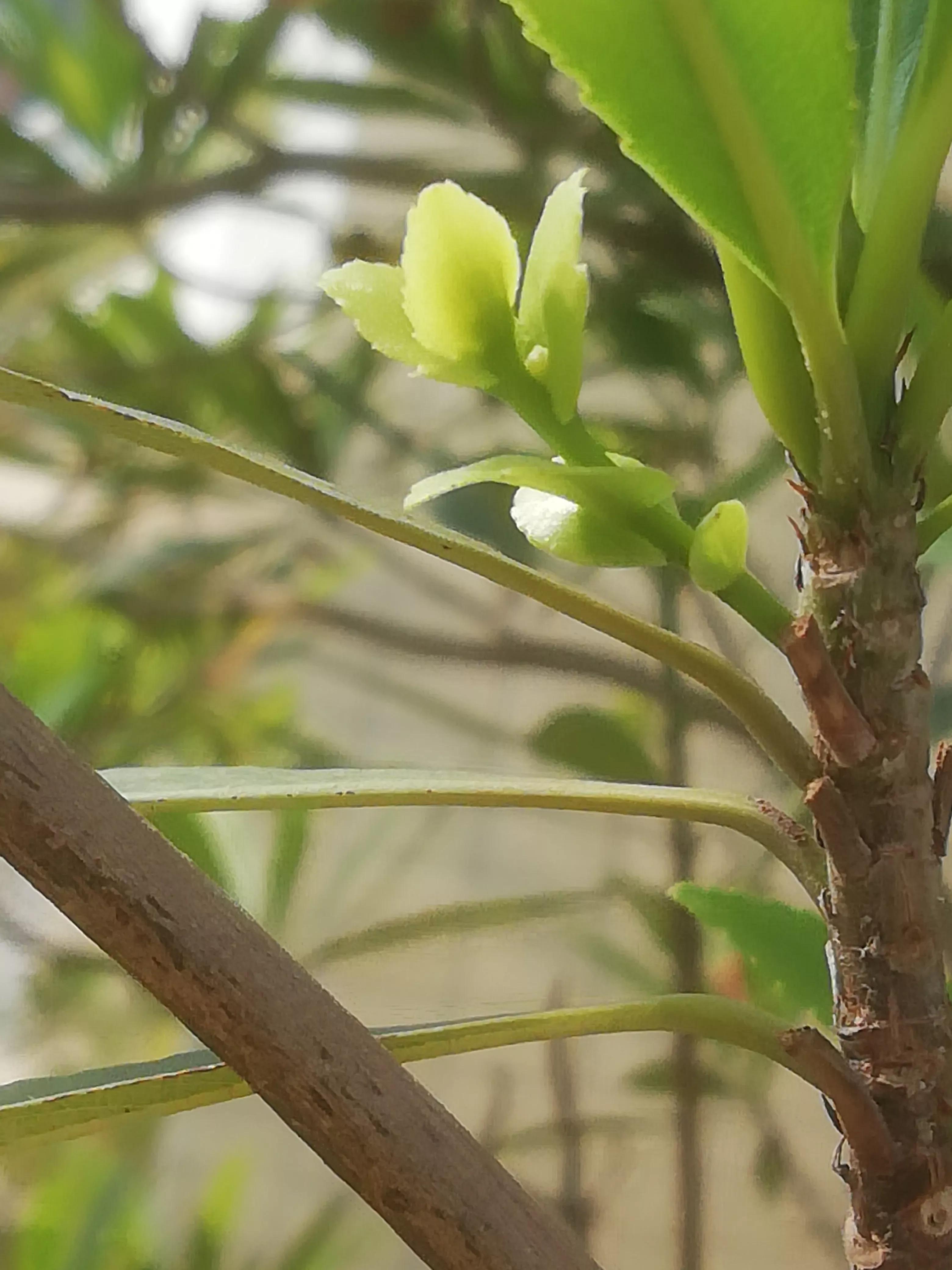 舞蹈怒放的生命,怒放的生命活出精彩