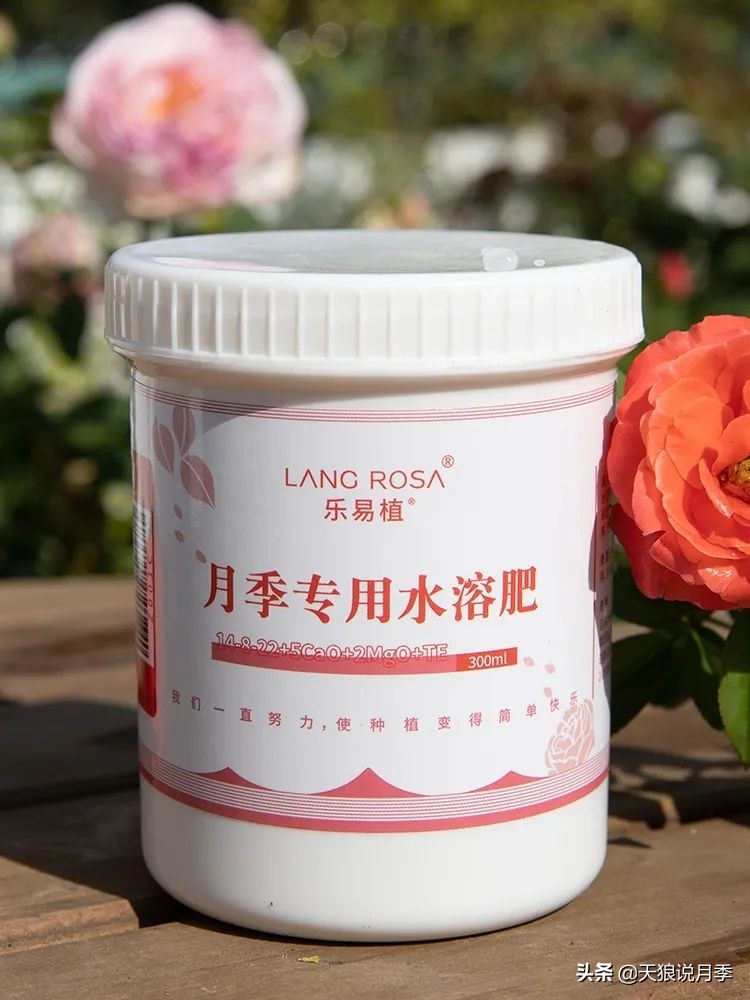 天狼说月季的盲枝,早春月季盲枝没花苞怎么办