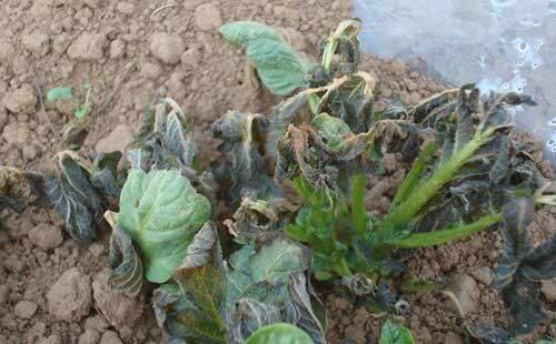 温度影响马铃薯的产量和质量,棚内如何预防和补救马铃薯冻害?