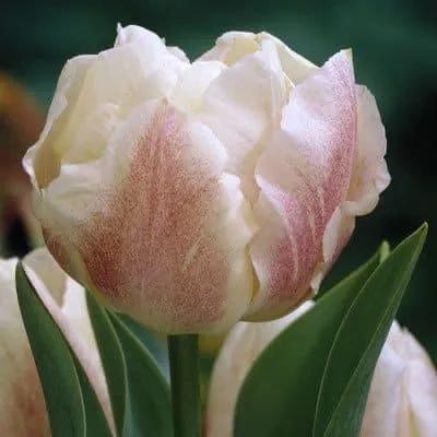 月季花的花花世界,郁金香的花海视频