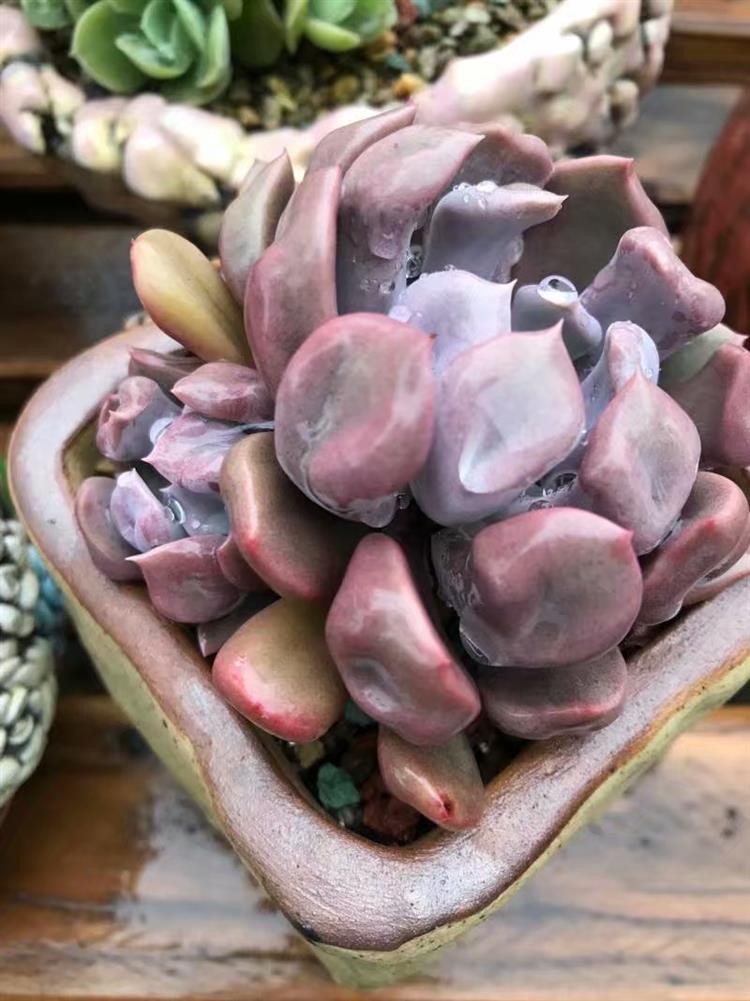 多肉植物需要悉心照料吗,多肉植物照料