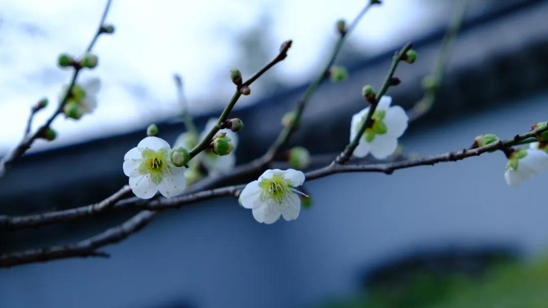 白落梅|仿佛三千年前的春天，正缓缓走来