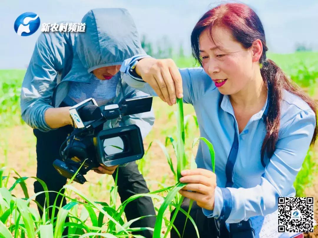 谷子病虫害防治技术宣传画册,谷子病虫害中午可打农药吗