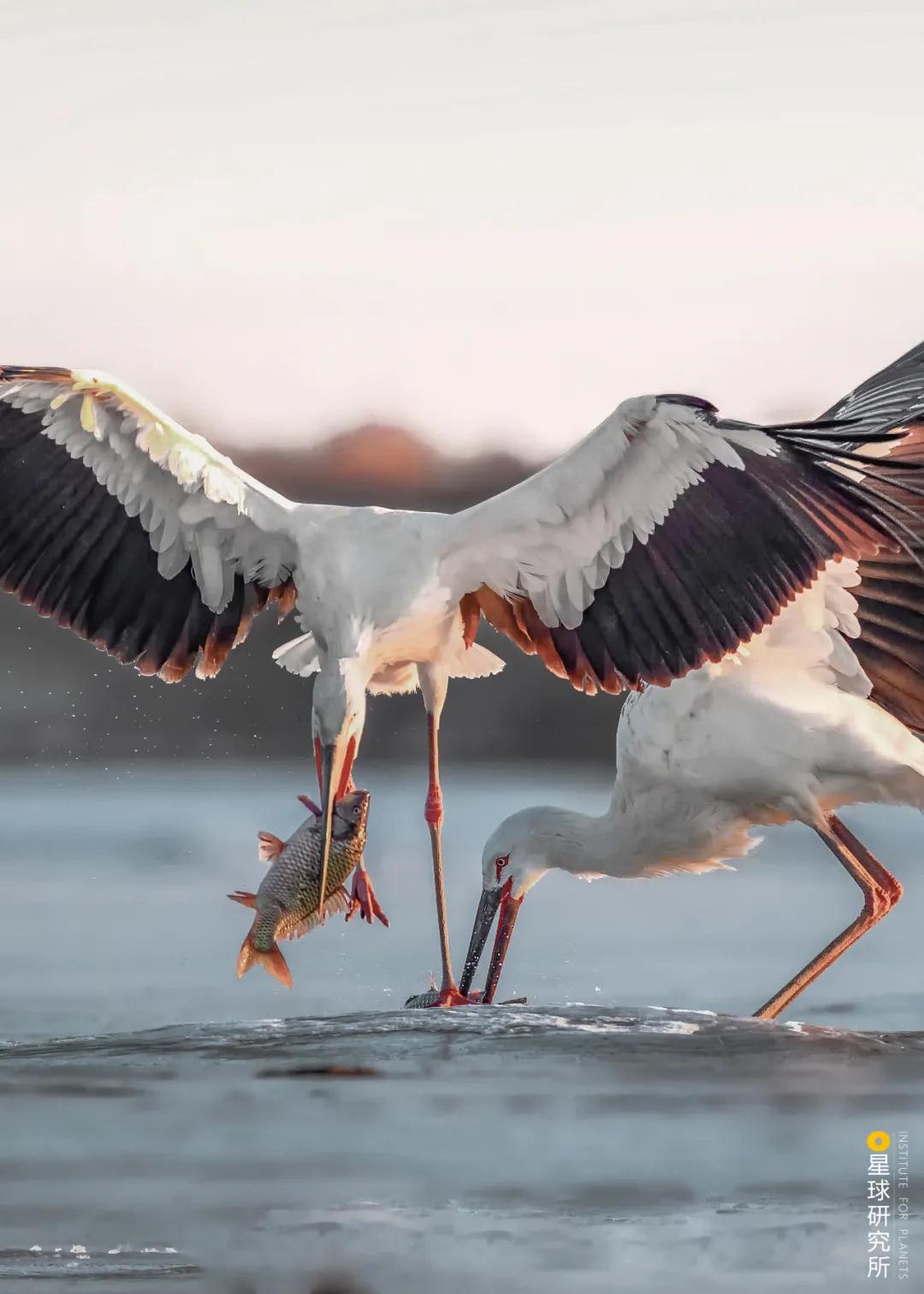 林草领域知识图谱,林草科普专业术语