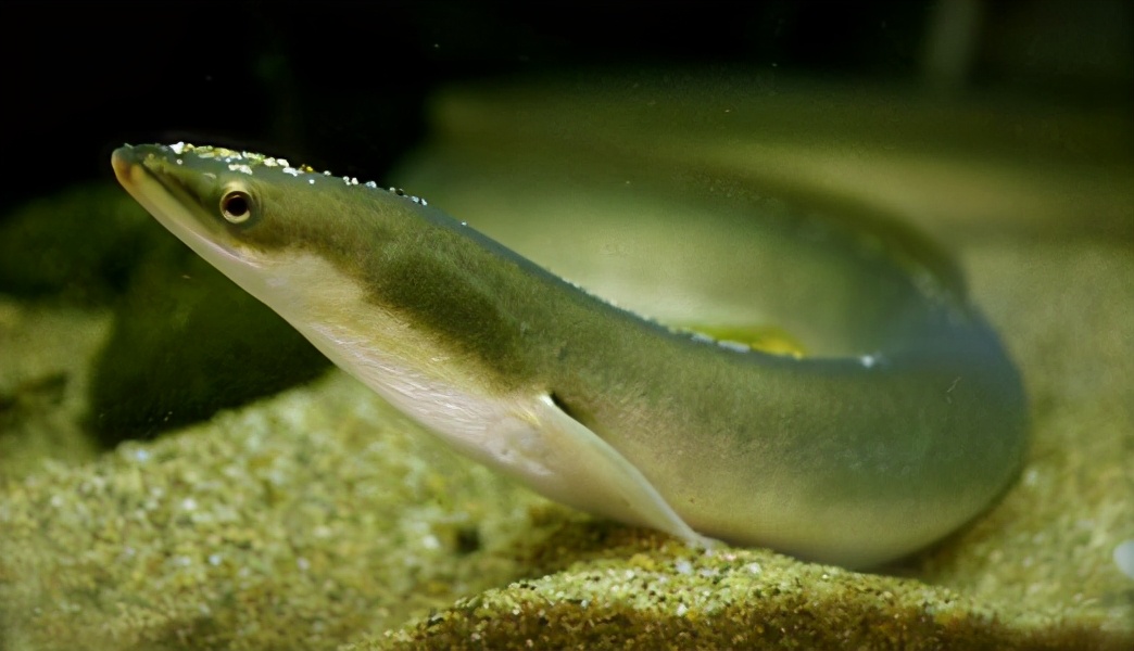 夏日补品,补品鳗鱼