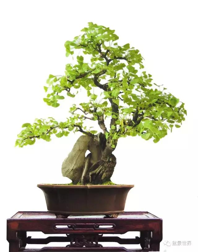 文人银杏树盆景造型参考图,银杏巨型老桩盆景