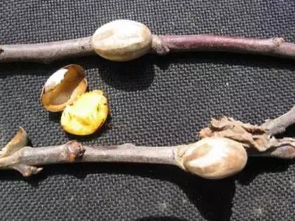 果树清园到底用什么药最好,冬季蜜柚清园管理要点