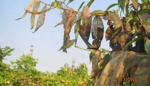 桃树病虫害防治与用药,桃树病虫害防治全年用药