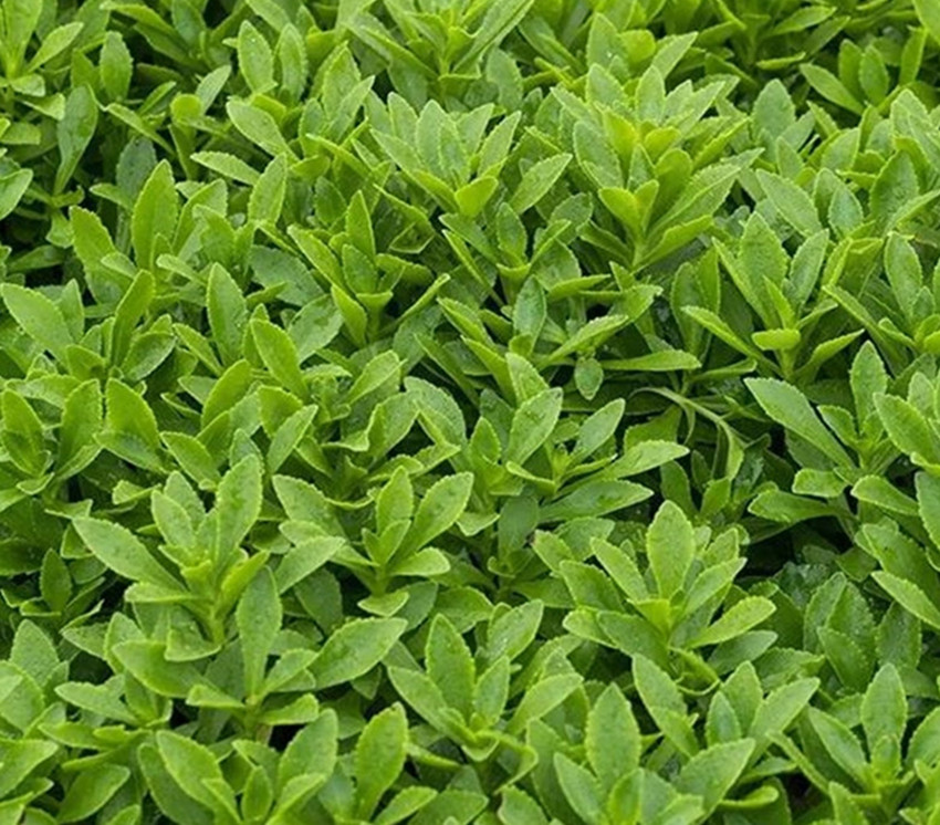 农村中药材种植什么品种好,种植什么最赚钱不愁销路又生长快