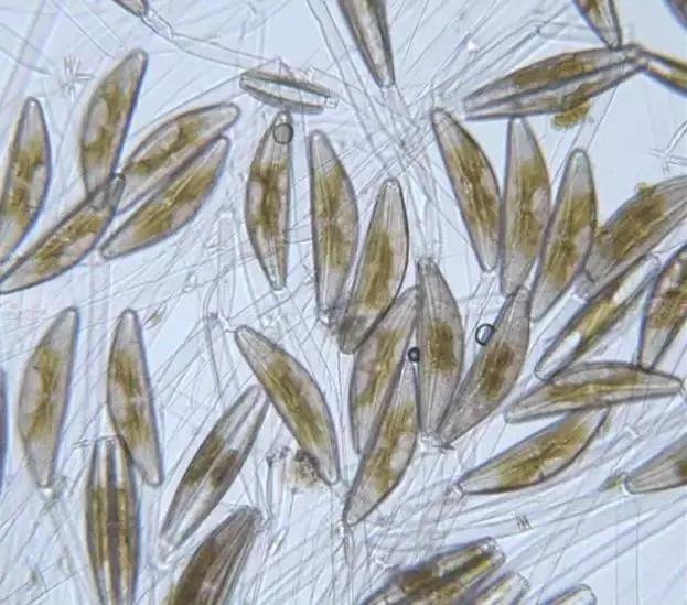 鱼类水产养殖需要哪些藻类,水产养殖显微镜下各种藻类