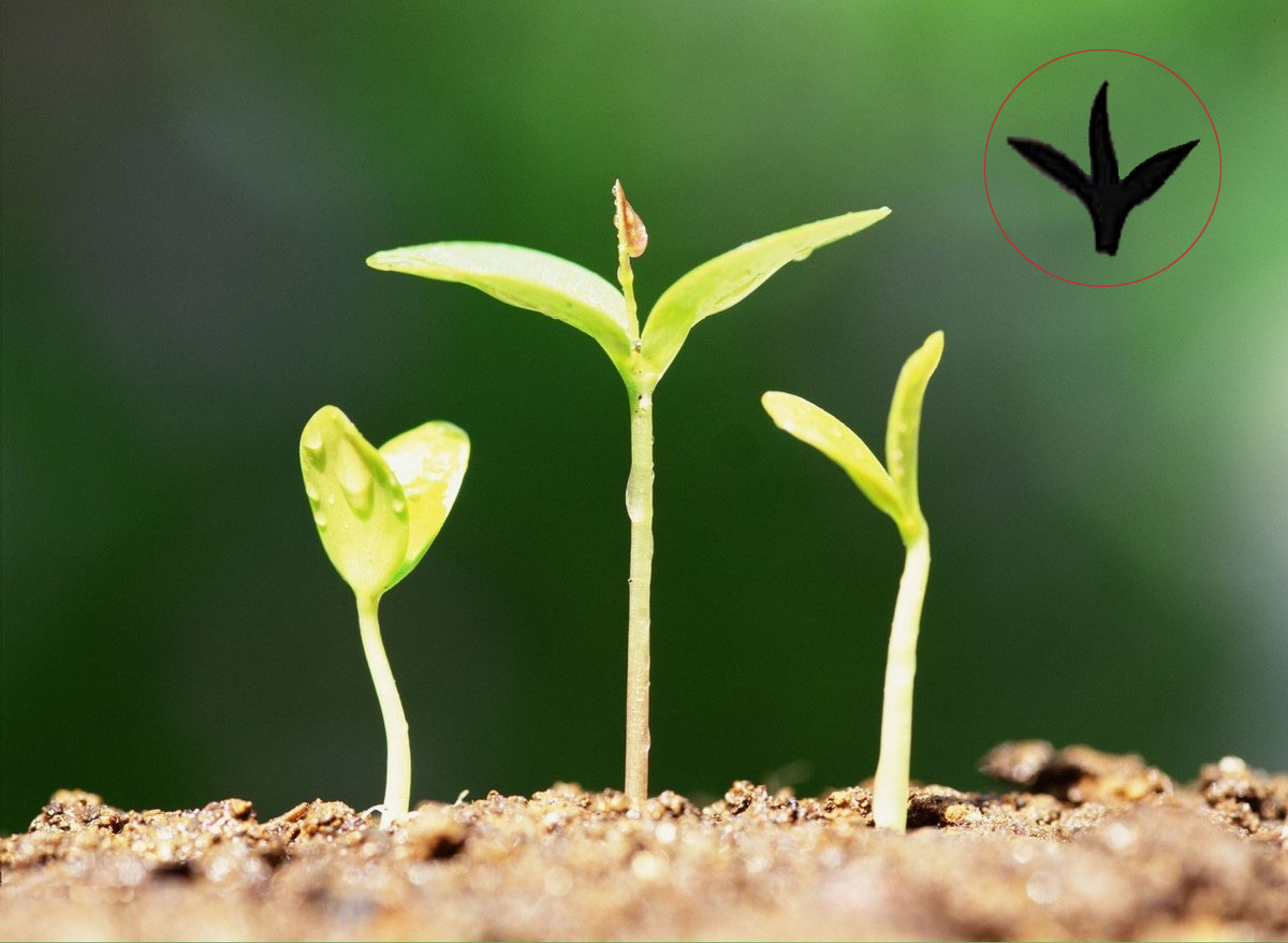 花卉的卉字是什么意思,你身边人的名字有什么含义