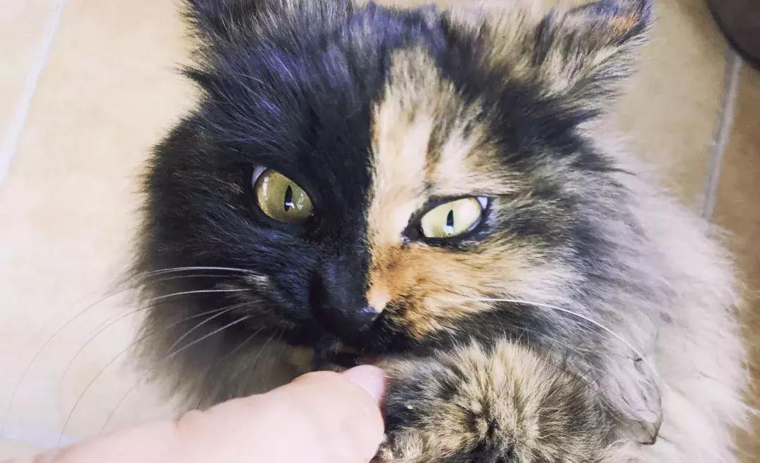 庄太极：hello，飞起的小拖把，有一种美，动静皆宜