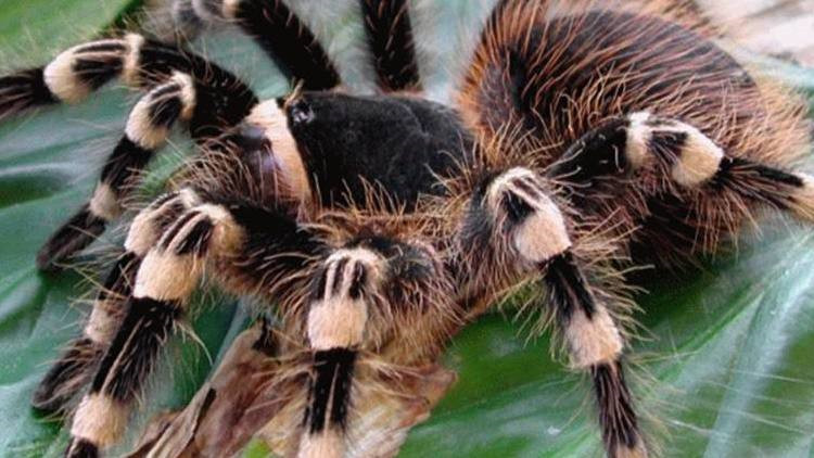 饲养蜘蛛要准备哪些用品,巴西所罗门蜘蛛饲养教程